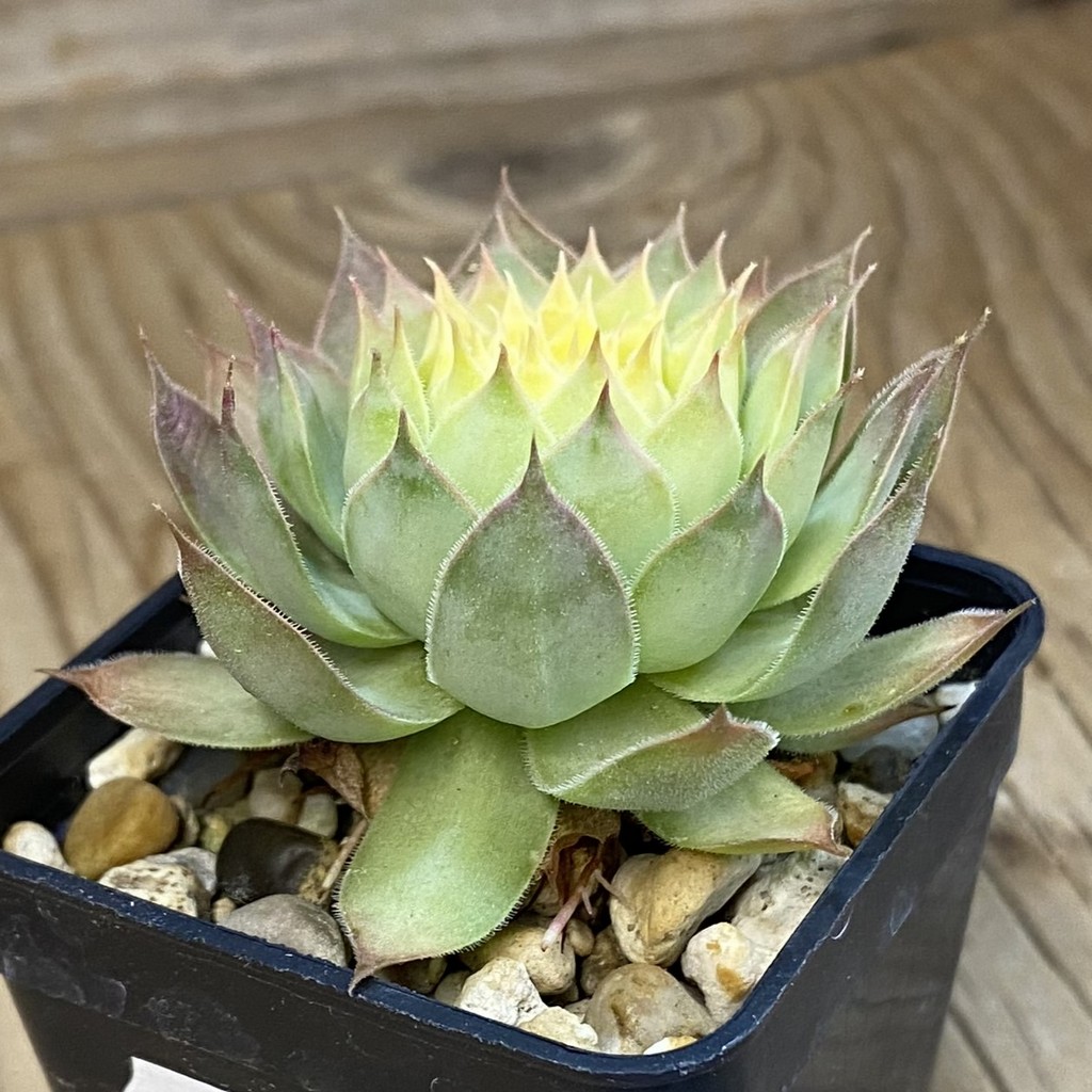 SH37847 Sempervivum 'Chick Charms' 'Gold Nugget' (cold-resistant) - Image 2
