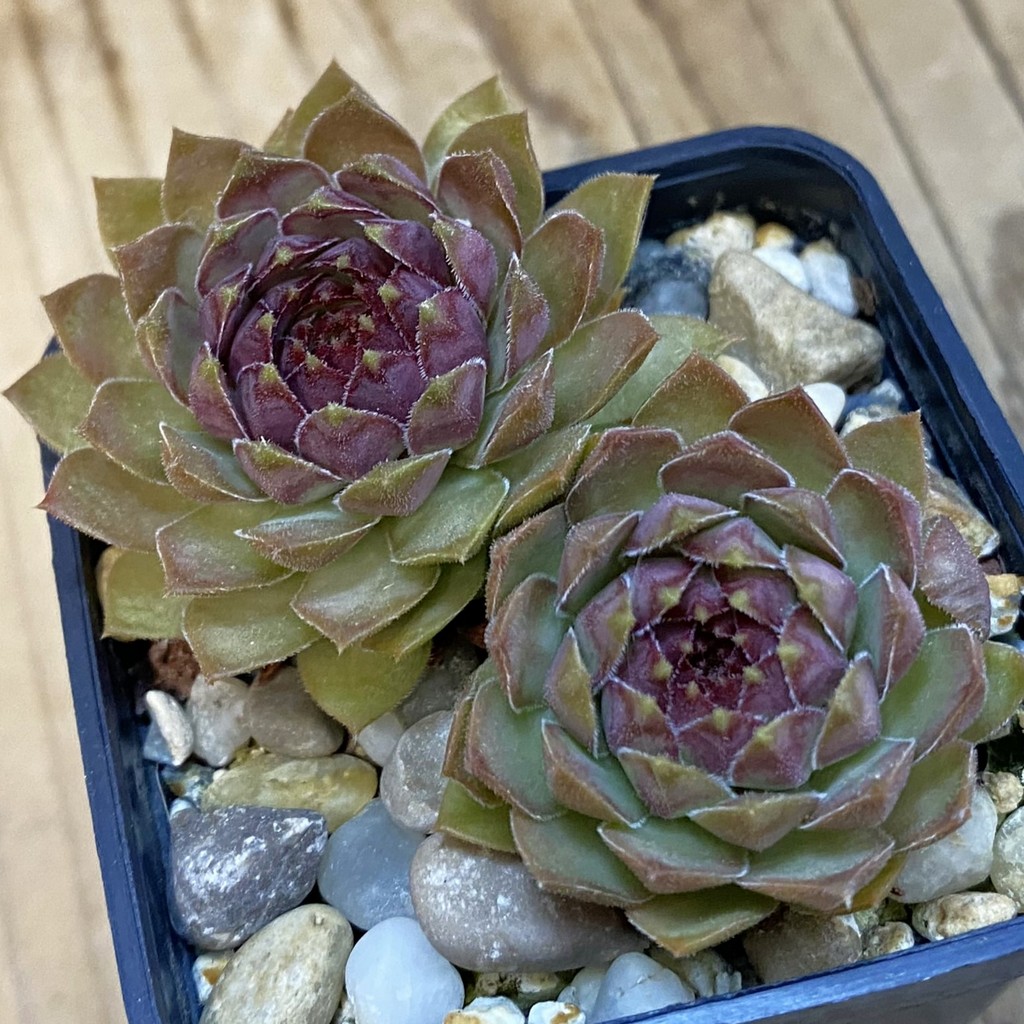 SH37848 Sempervivum 'Dr. Fritz Kohlein' (cold-resistant)