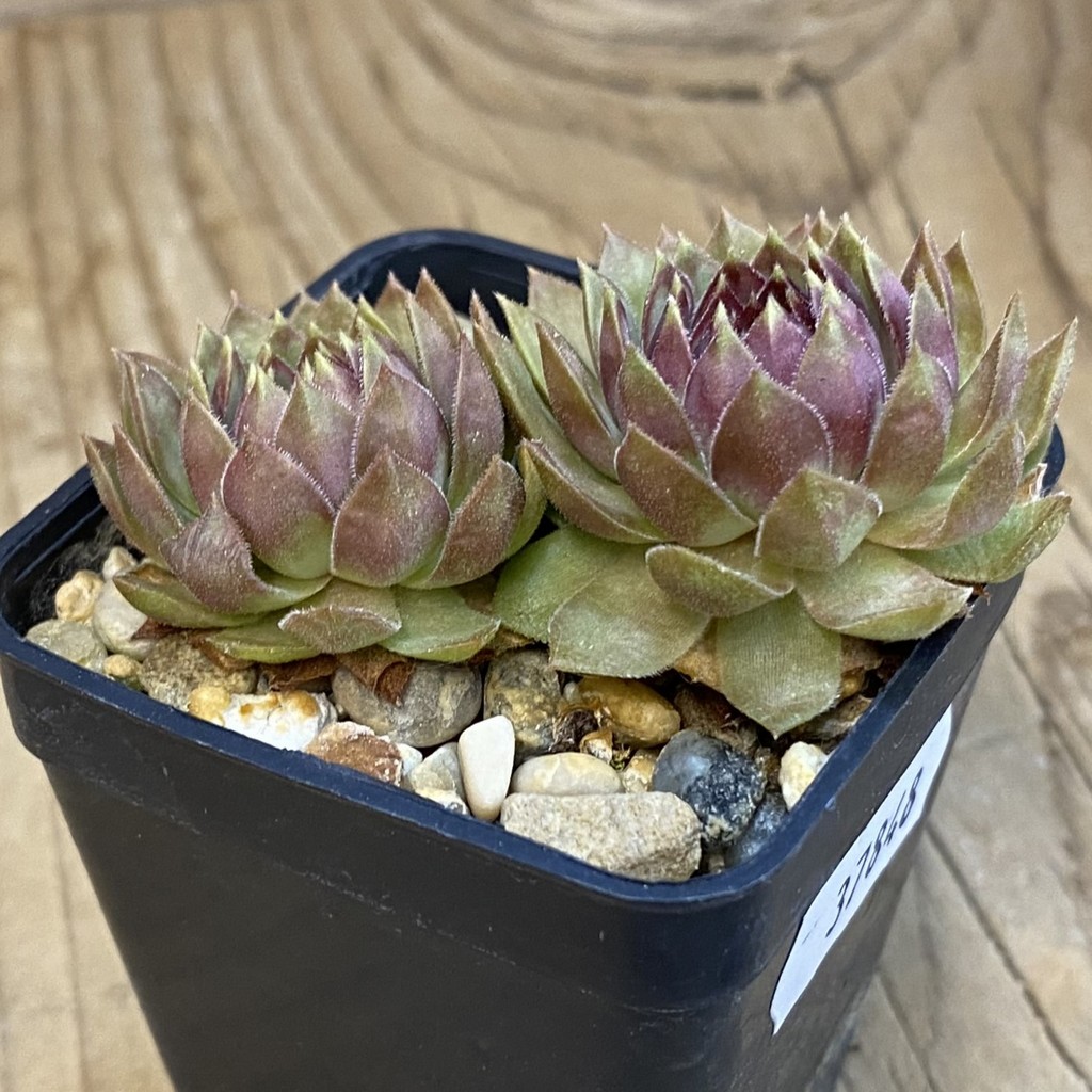SH37848 Sempervivum 'Dr. Fritz Kohlein' (cold-resistant) - Image 2