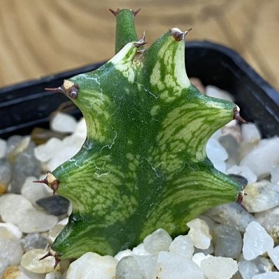 SH37849 Euphorbia trigona f. variegata