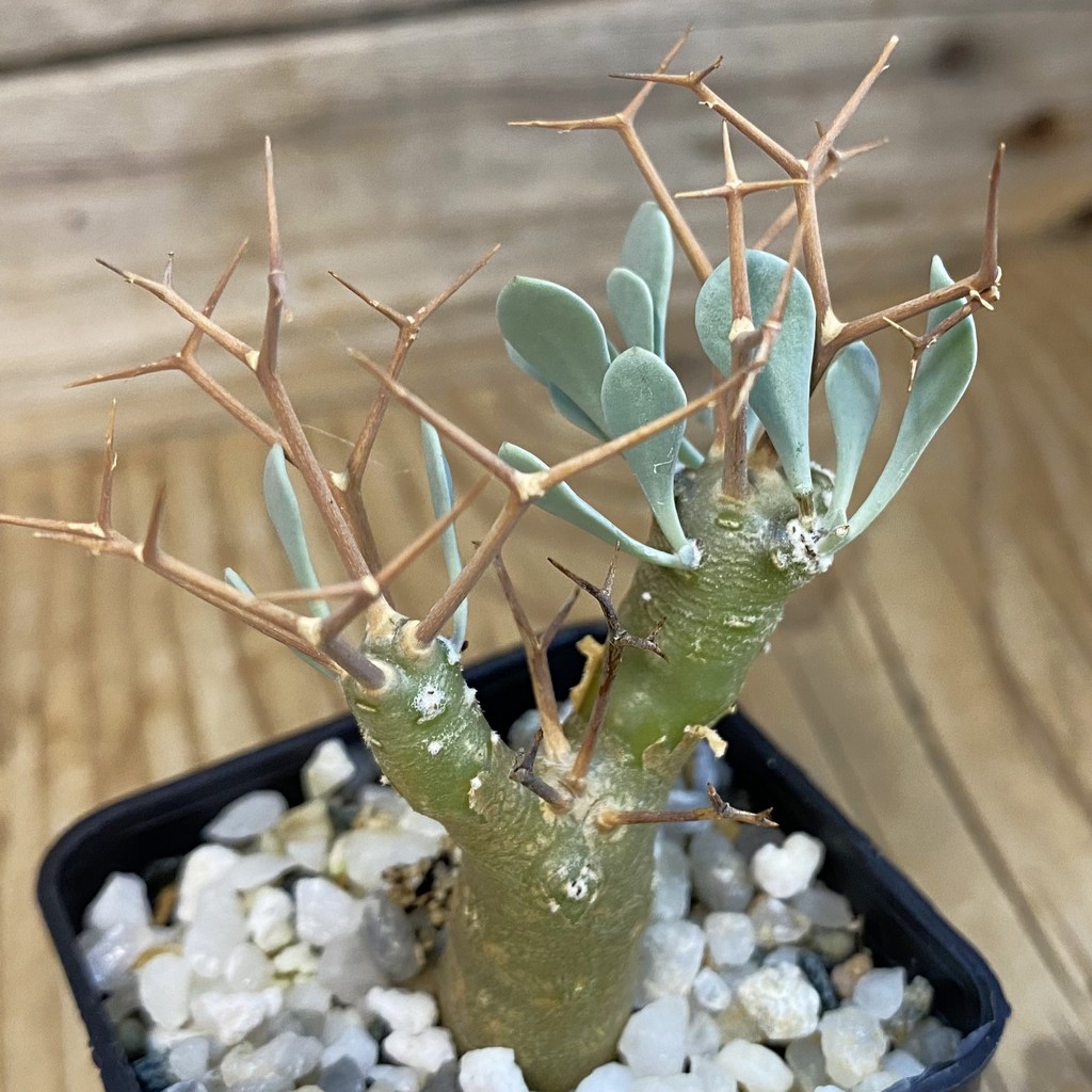 SH37850 Othonna euphorbioides