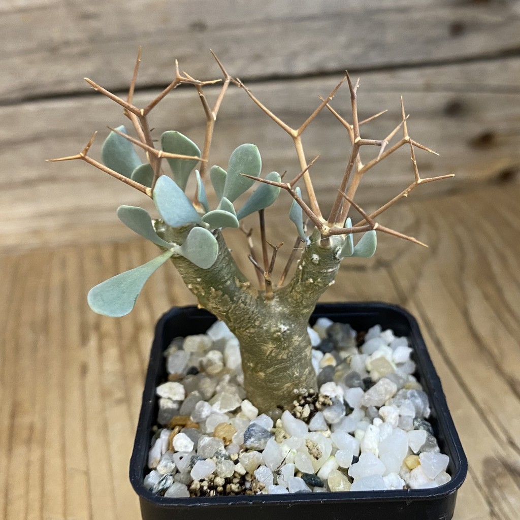 SH37850 Othonna euphorbioides - Image 2