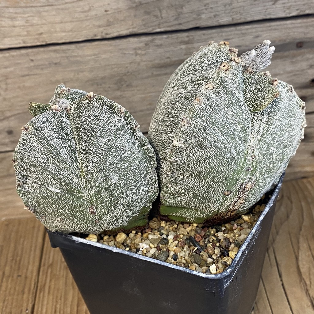 SH37800 Astrophytum myriostigma, 10 years old - Image 4