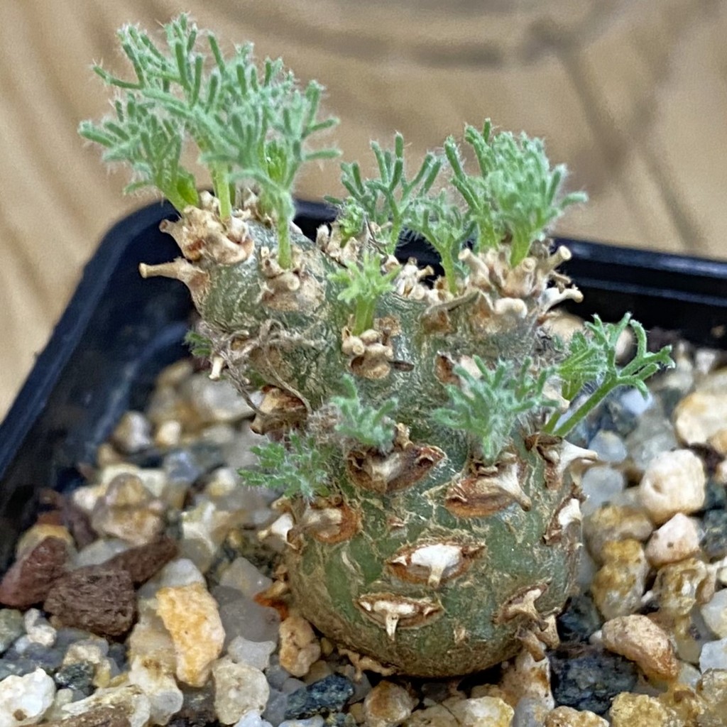SH37851 Sarcocaulon peniculinum - Image 2