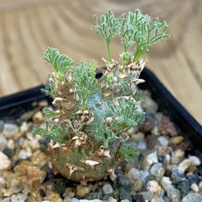 SH37851 Sarcocaulon peniculinum