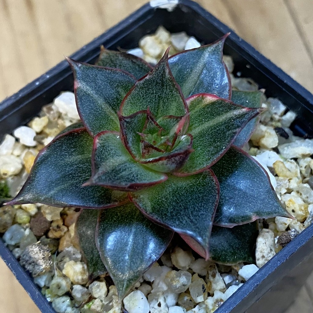 SH37852 Echeveria purpusorum ‘Monocerotis’ f. variegata