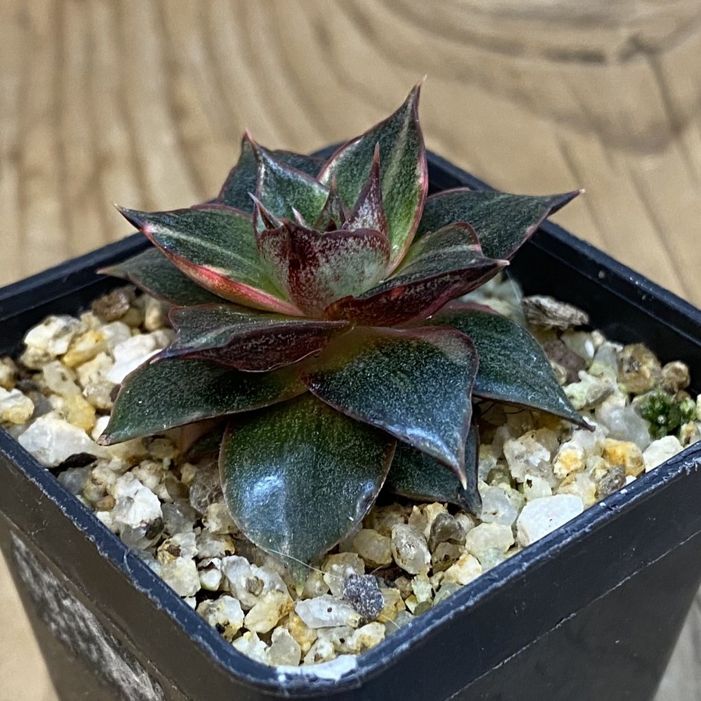 SH37852 Echeveria purpusorum ‘Monocerotis’ f. variegata - Image 2