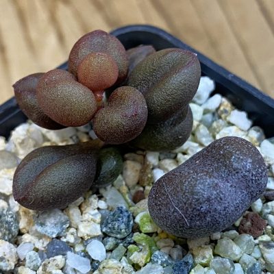 SH37853 Adromischus marianiae 'Little Spheroid'
