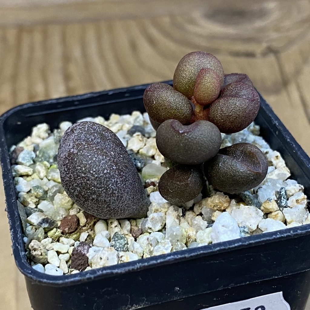 SH37853 Adromischus marianiae 'Little Spheroid' - Image 2