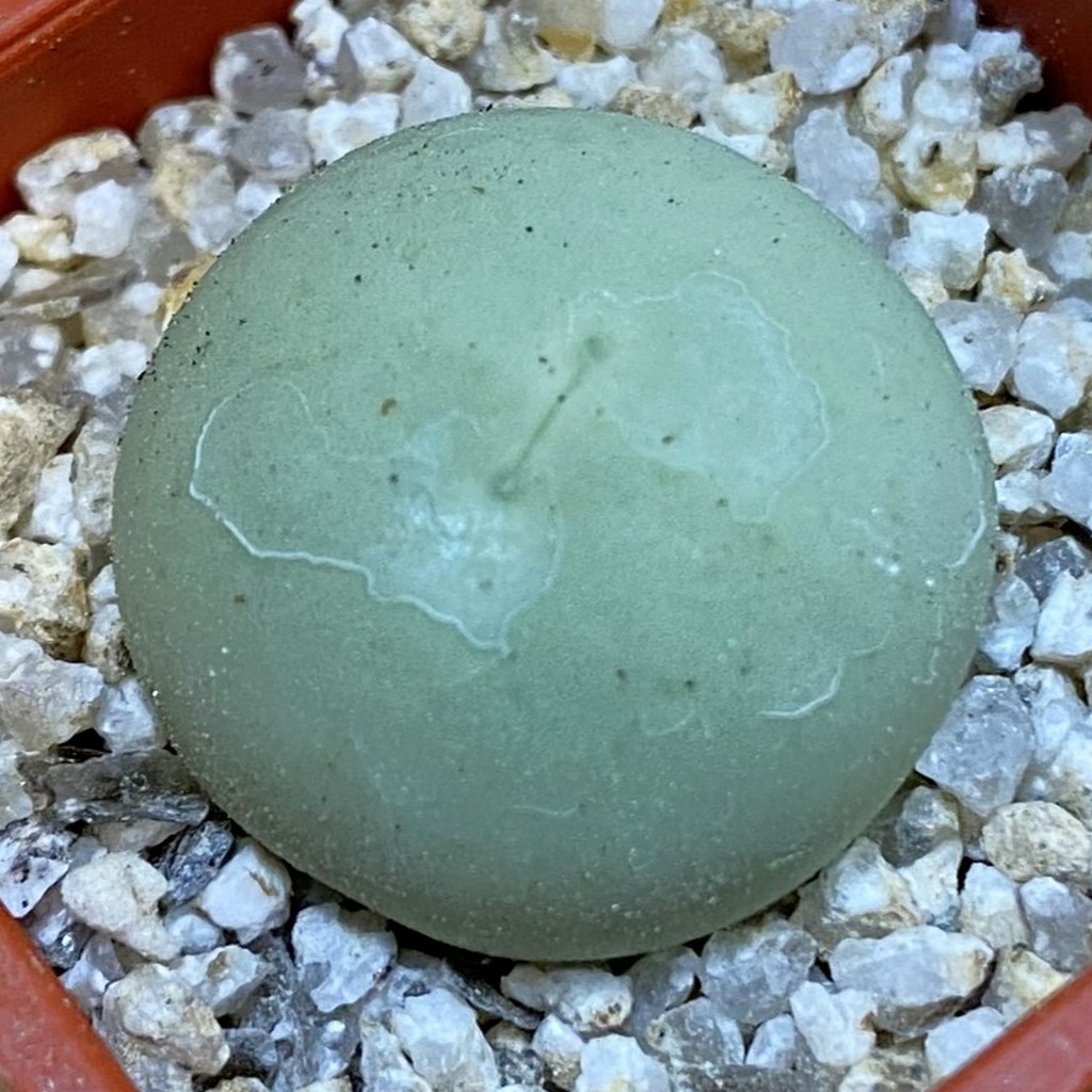 SH37854 Conophytum calculus