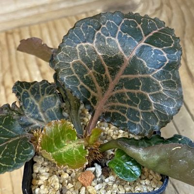 SH37855 Euphorbia francoisii hybrid