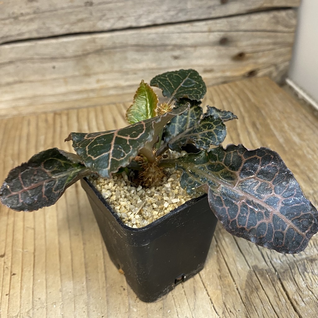 SH37855 Euphorbia francoisii hybrid - Image 2