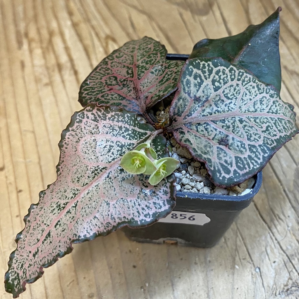 SH37856 Euphorbia francoisii hybrid