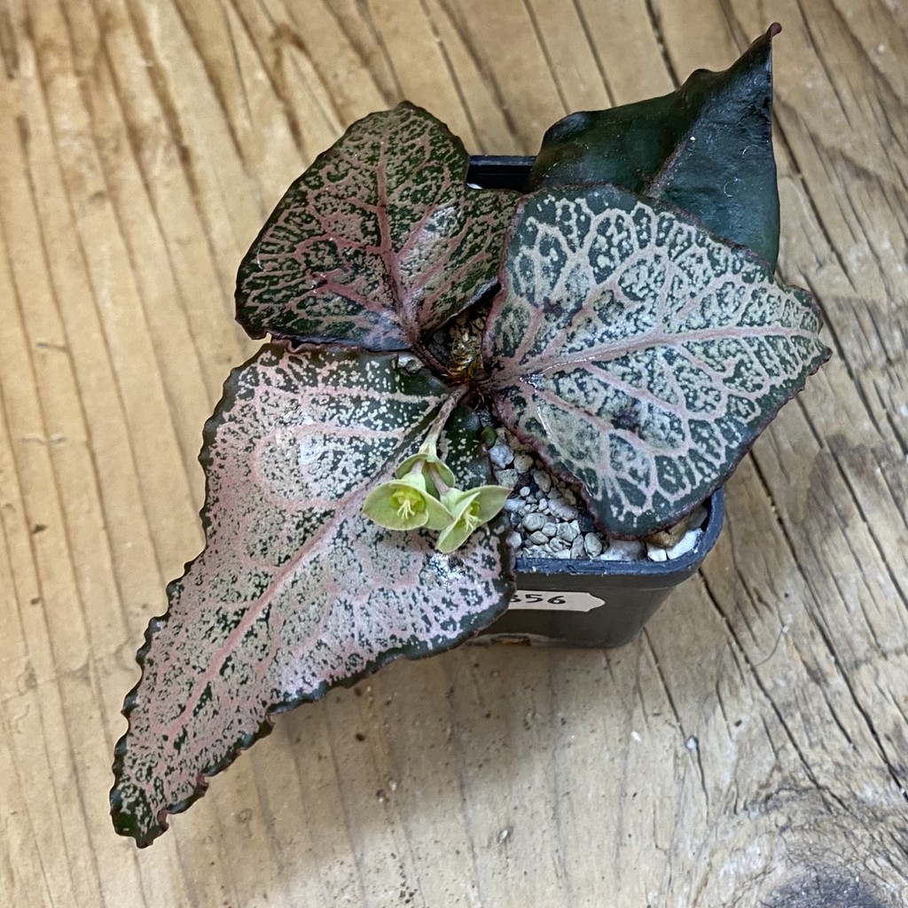 SH37856 Euphorbia francoisii hybrid - Image 2