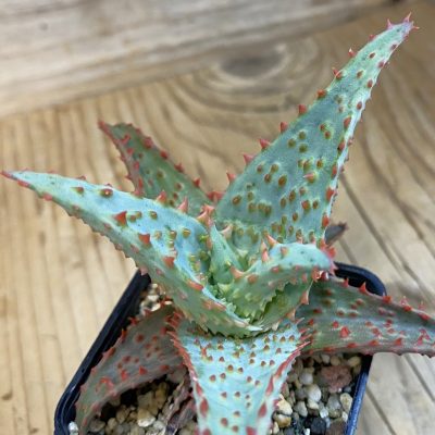 SH37857 Aloe TCT hybrid