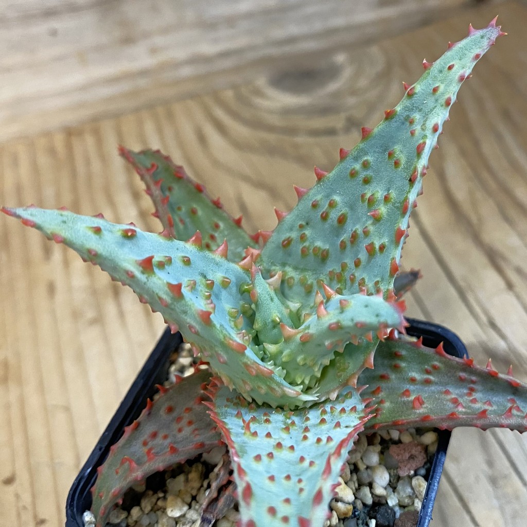 SH37857 Aloe TCT hybrid