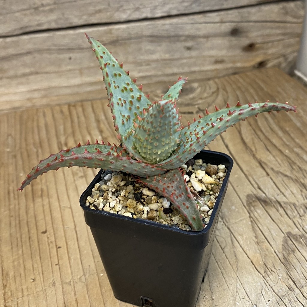 SH37857 Aloe TCT hybrid - Image 2