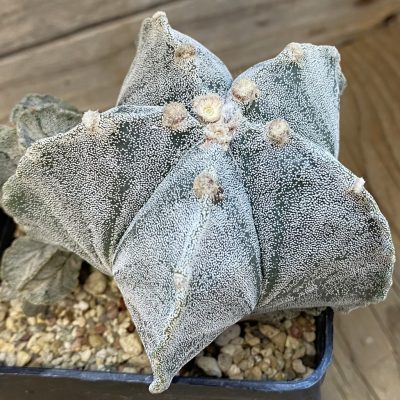 SH37801 Astrophytum myriostigma, 8 years old