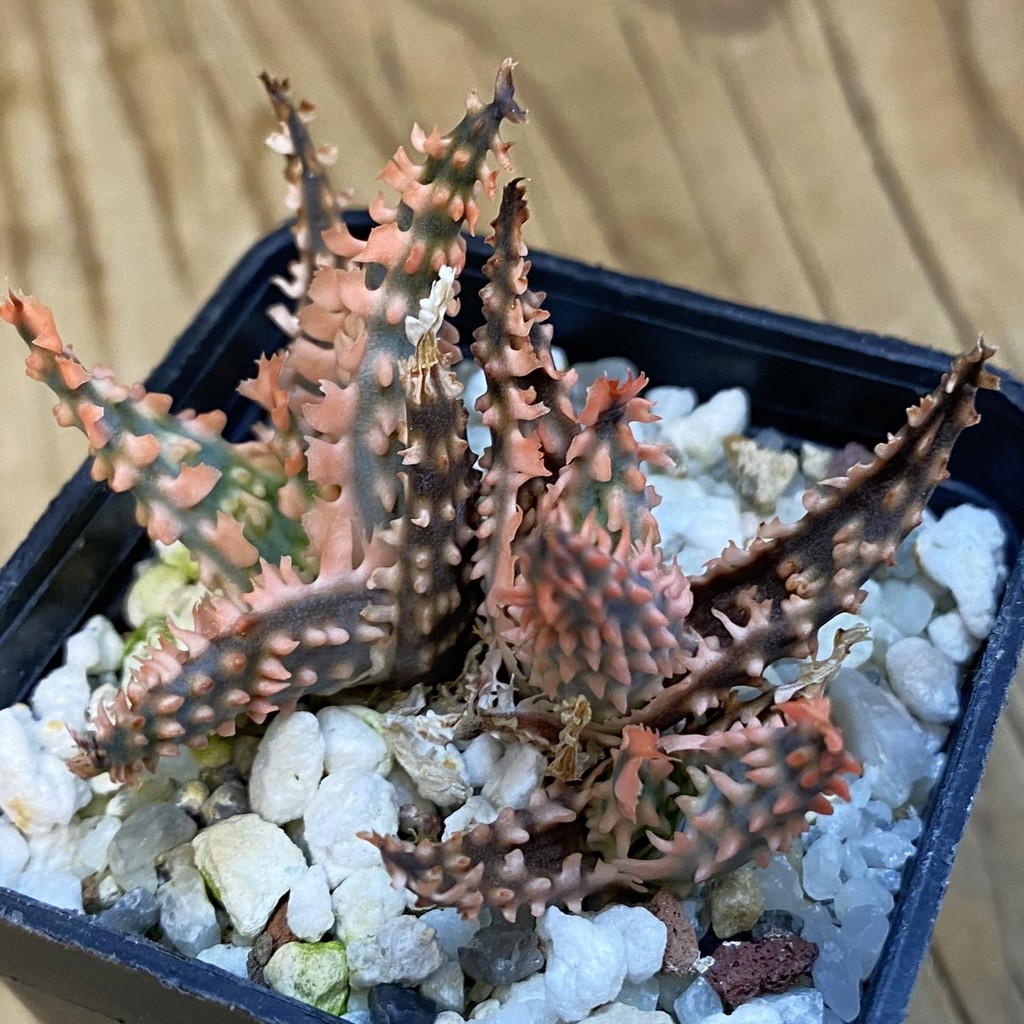 SH37858 Aloe TCT hybrid - Image 2