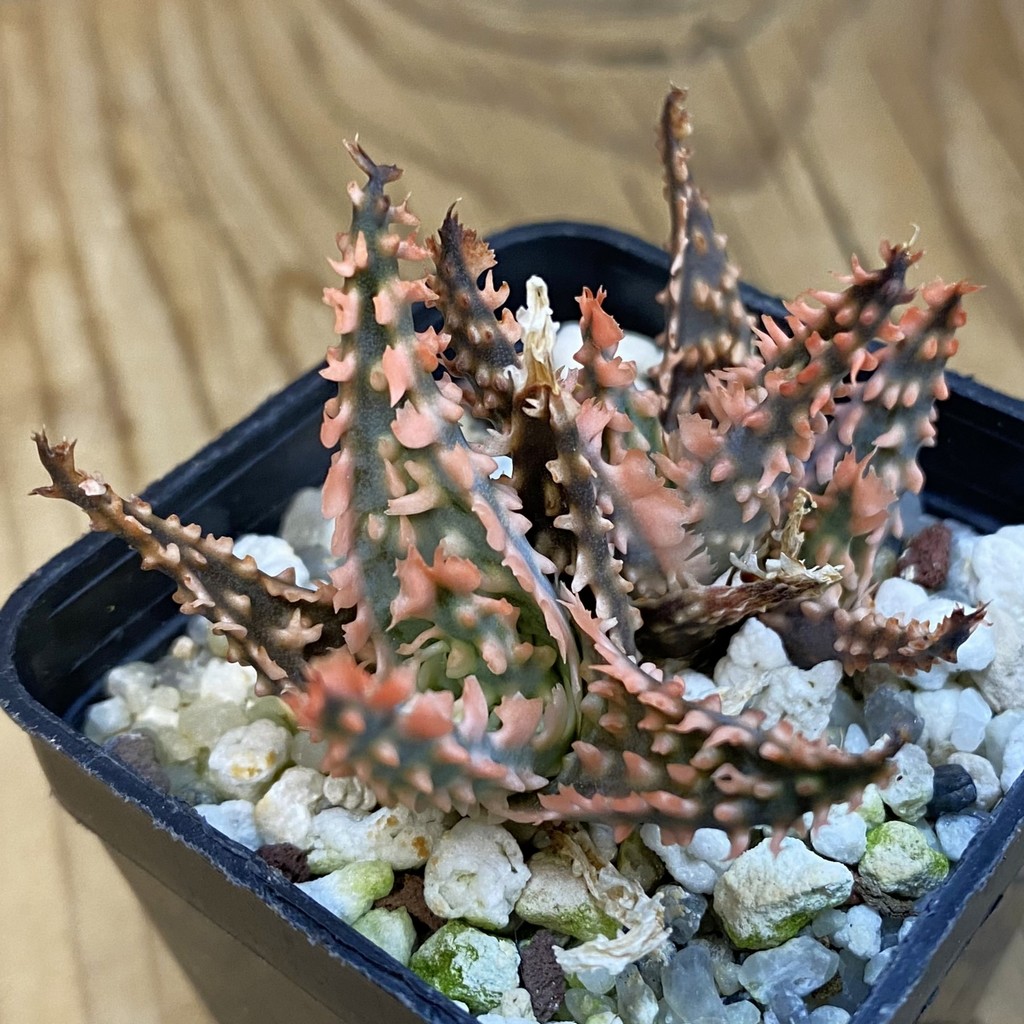 SH37858 Aloe TCT hybrid