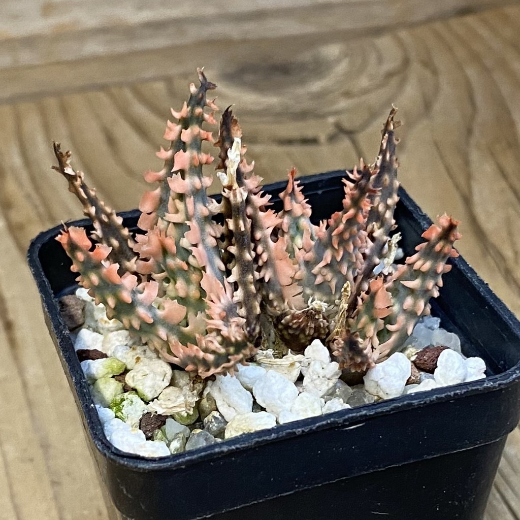SH37858 Aloe TCT hybrid - Image 3