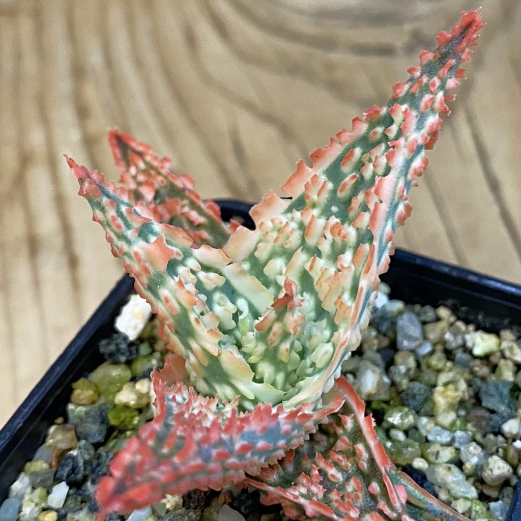 SH37859 Aloe TCT hybrid