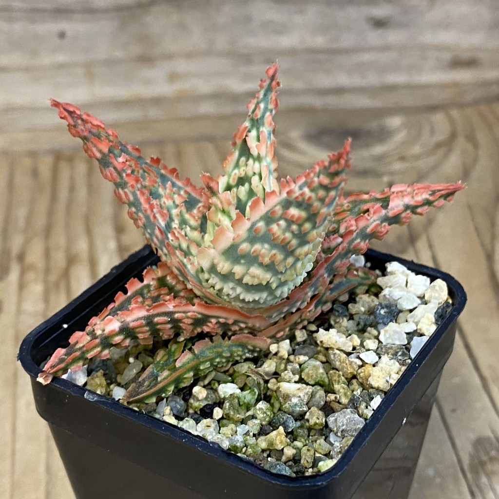 SH37859 Aloe TCT hybrid - Image 2
