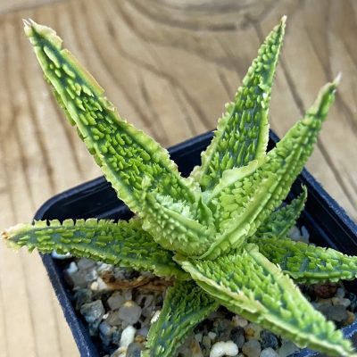 SH37860 Aloe TCT hybrid