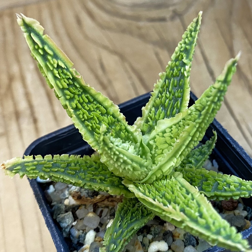 SH37860 Aloe TCT hybrid
