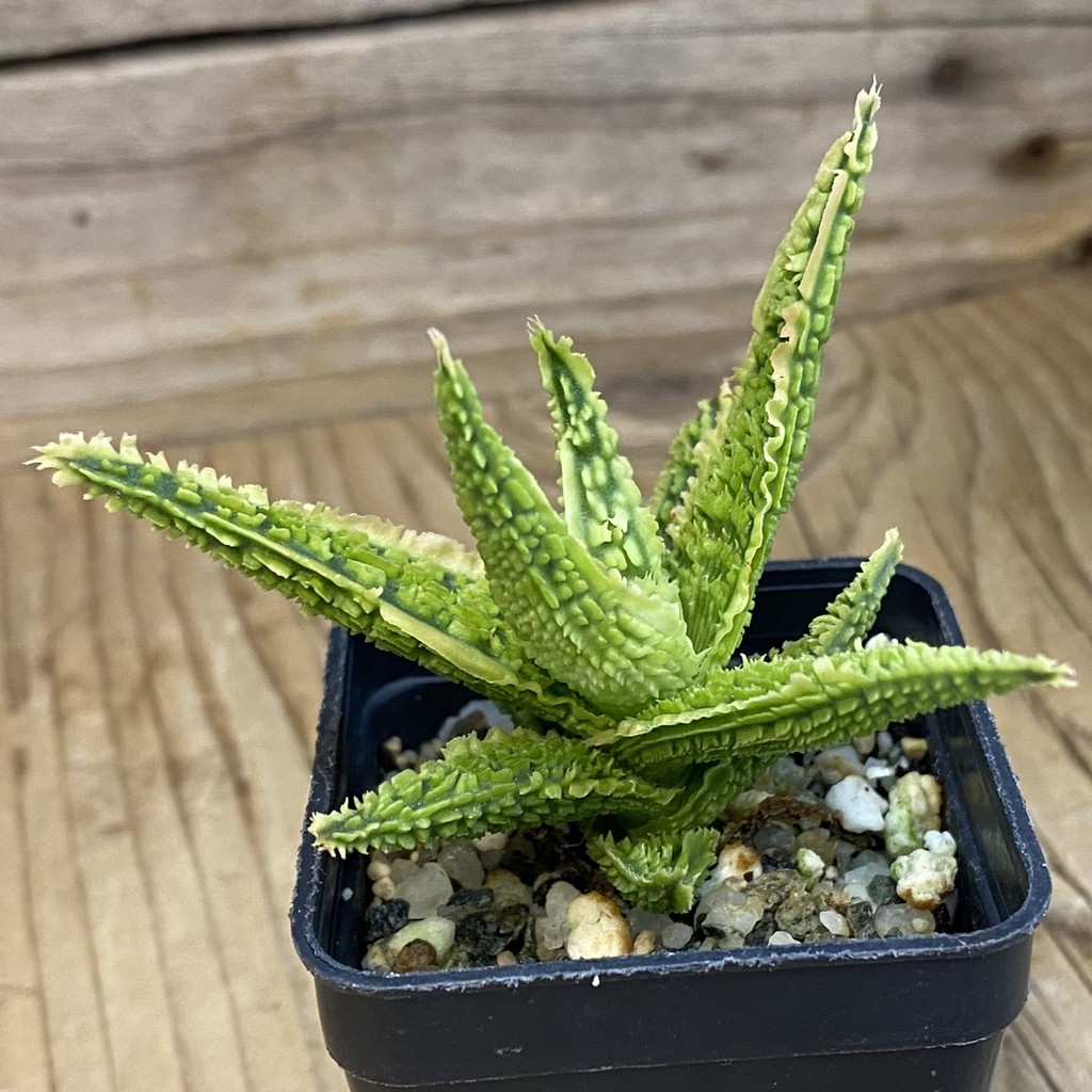 SH37860 Aloe TCT hybrid - Image 2