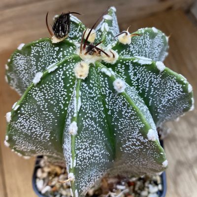 SH37797 Astrophytum capricorne x asterias, 10 years old