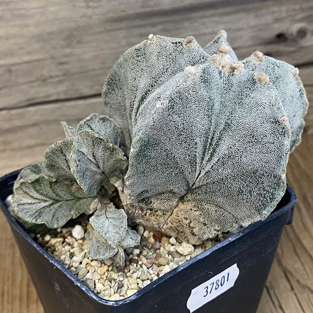 SH37801 Astrophytum myriostigma, 8 years old - Image 2