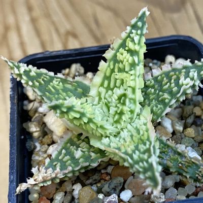SH37861 Aloe TCT hybrid