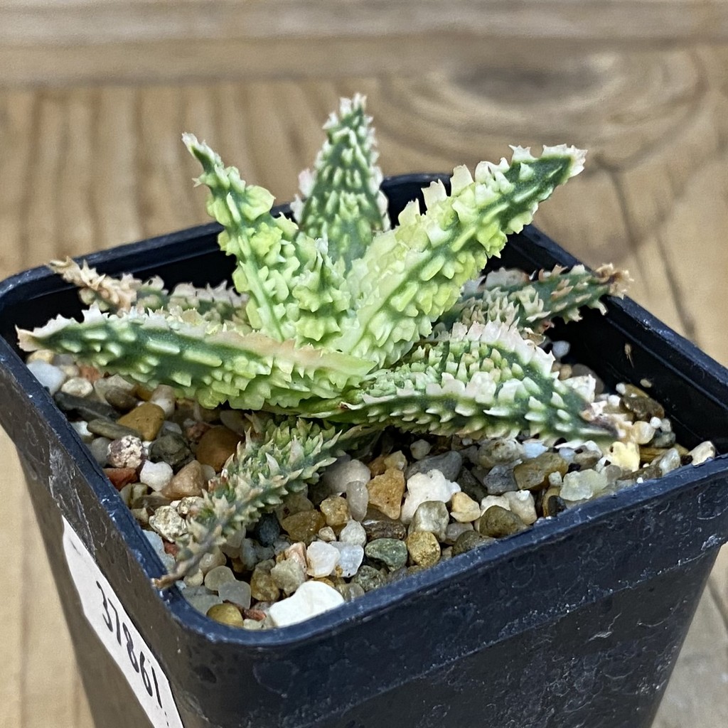 SH37861 Aloe TCT hybrid - Image 2