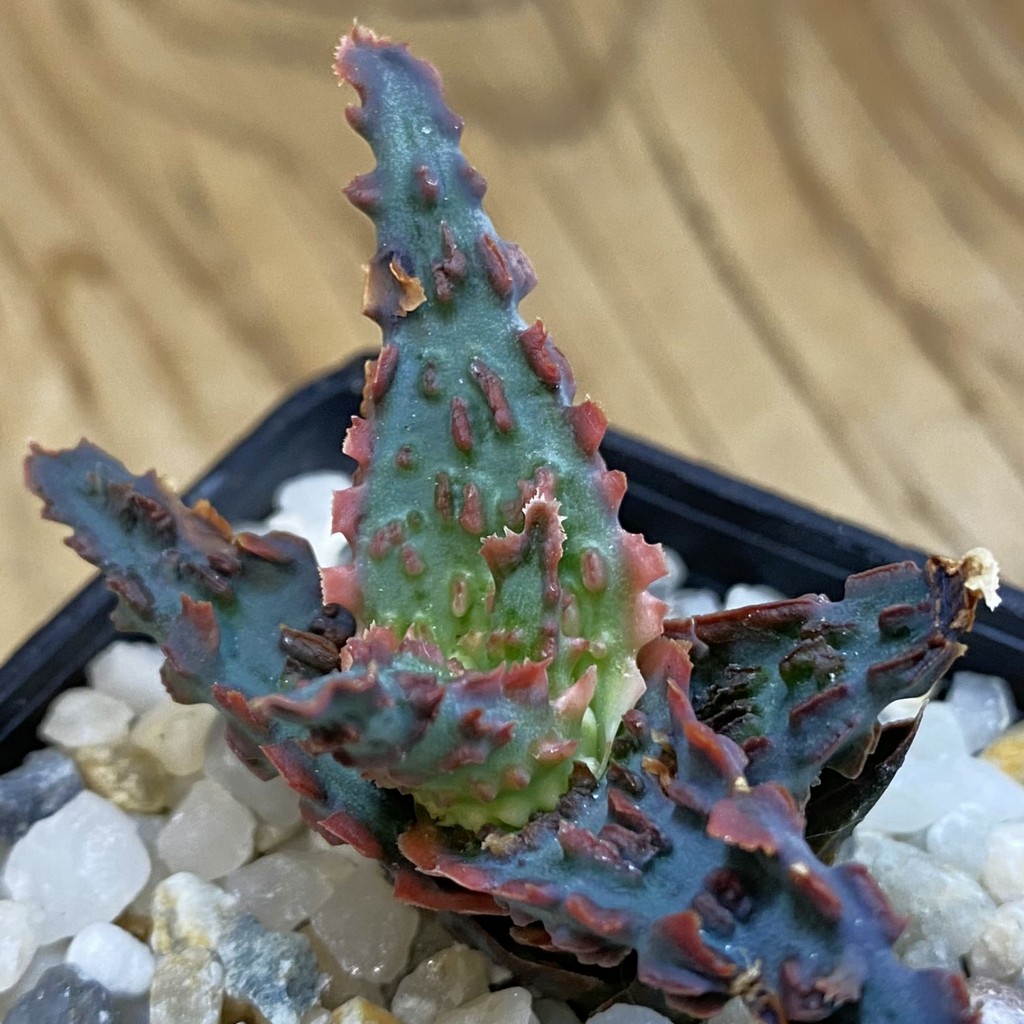 SH37863 Aloe TCT hybrid