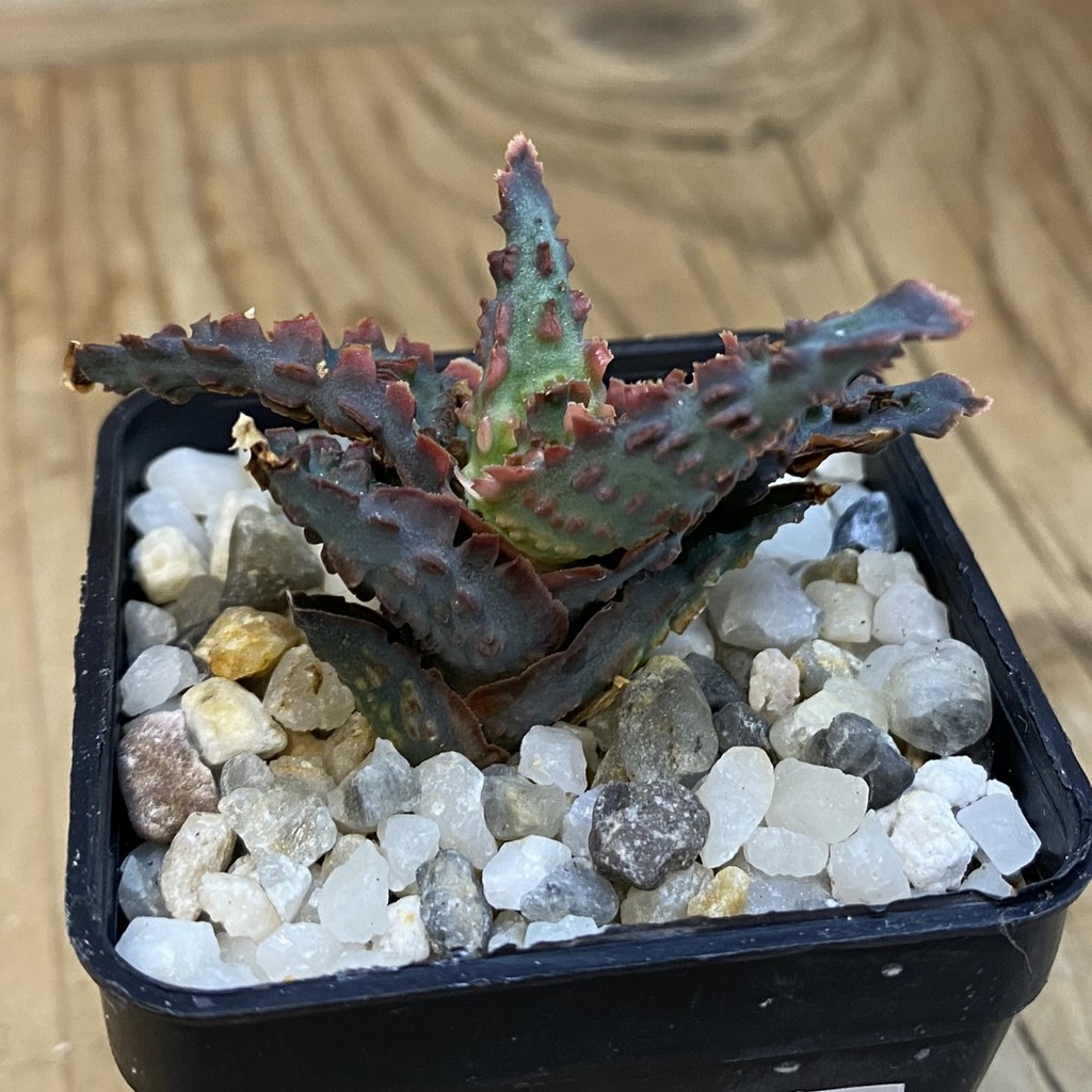 SH37863 Aloe TCT hybrid - Image 2