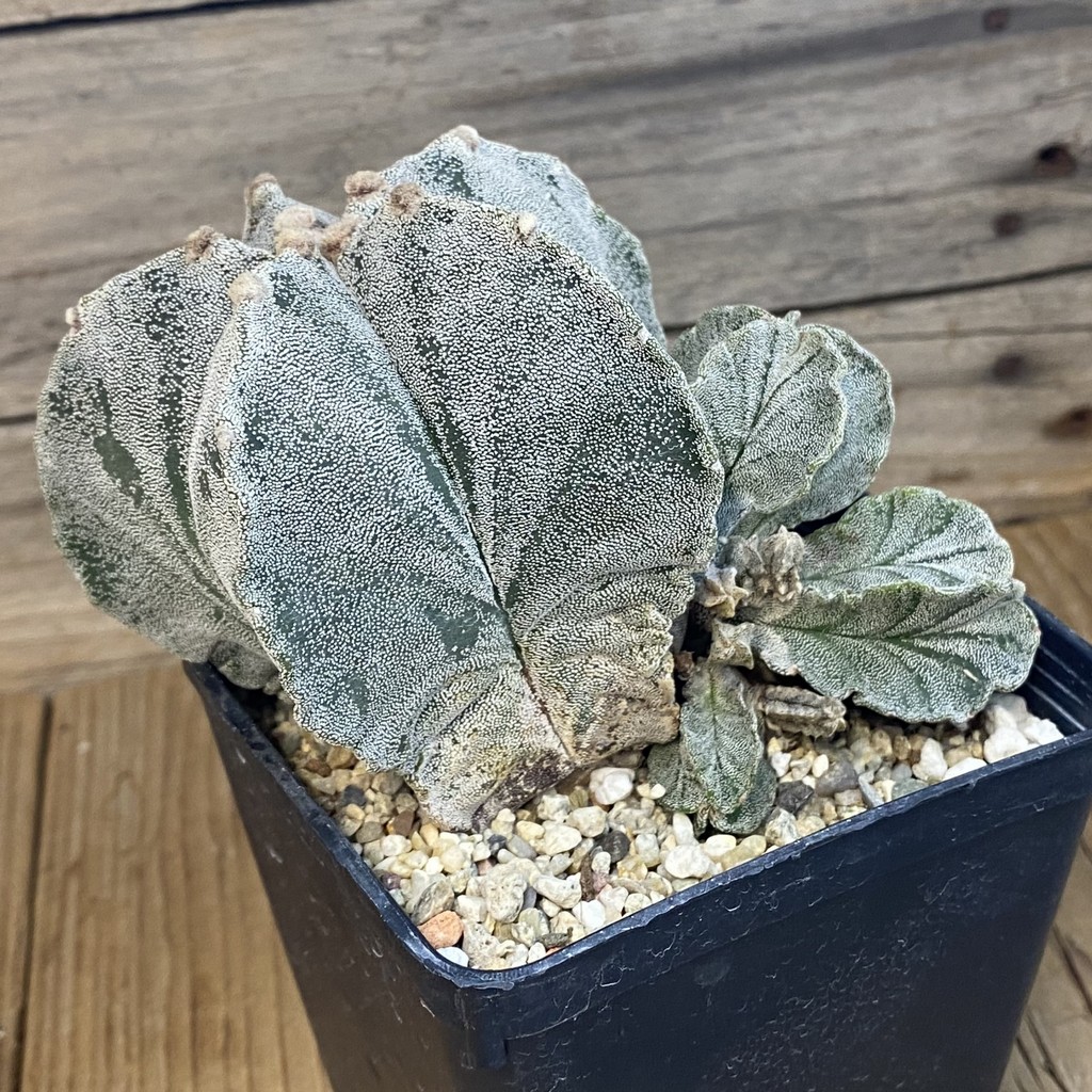 SH37801 Astrophytum myriostigma, 8 years old - Image 3