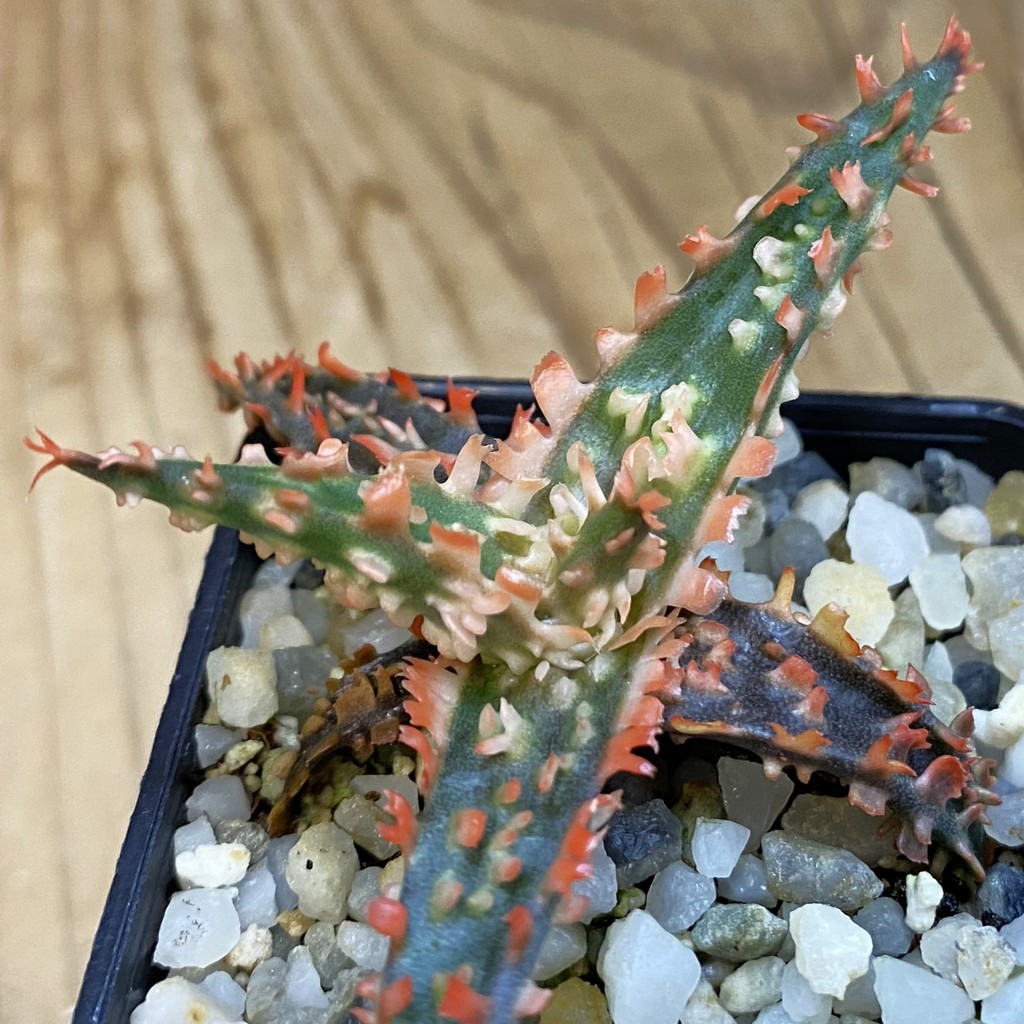 SH37864 Aloe TCT hybrid