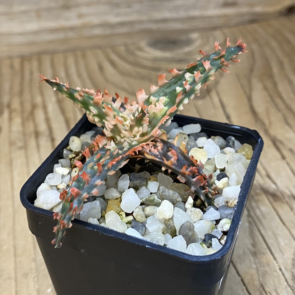 SH37864 Aloe TCT hybrid - Image 2
