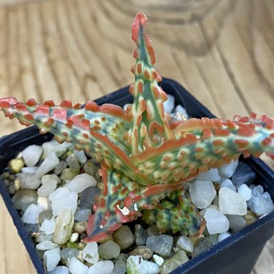 SH37865 Aloe TCT hybrid