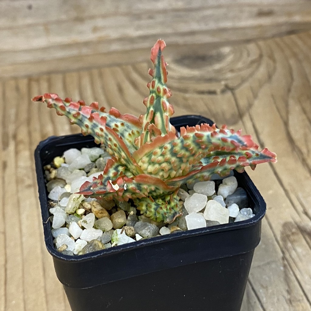 SH37865 Aloe TCT hybrid - Image 2