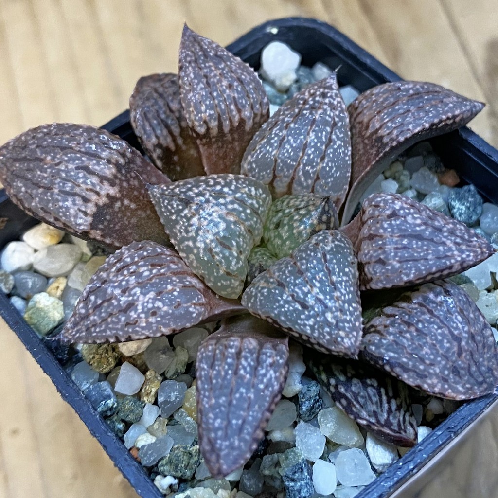 SH37866 Haworthia picta -Japan-