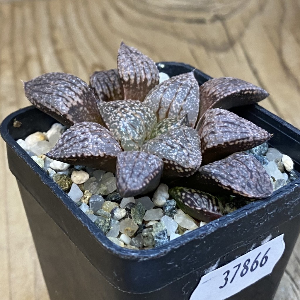 SH37866 Haworthia picta -Japan- - Image 2