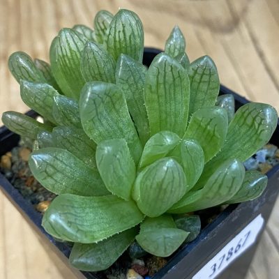 SH37867 Haworthia obtusa