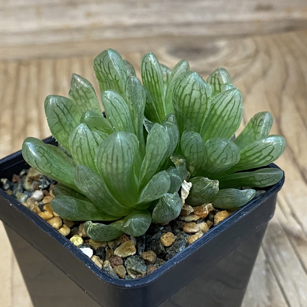 SH37867 Haworthia obtusa - Image 2