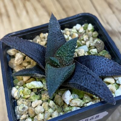 SH37868 Haworthia scabra x koelmaniorum