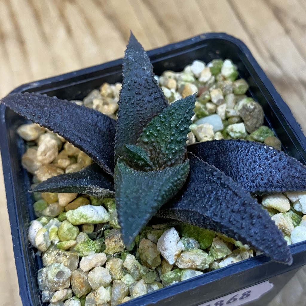 SH37868 Haworthia scabra x koelmaniorum