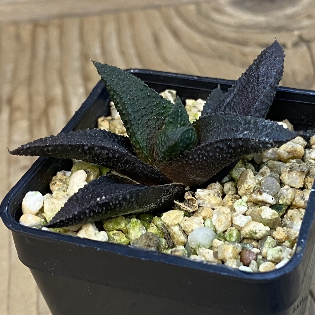 SH37868 Haworthia scabra x koelmaniorum - Image 2