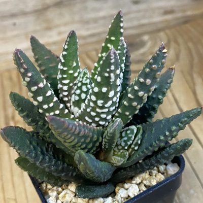 SH37869 Haworthia pumila SH