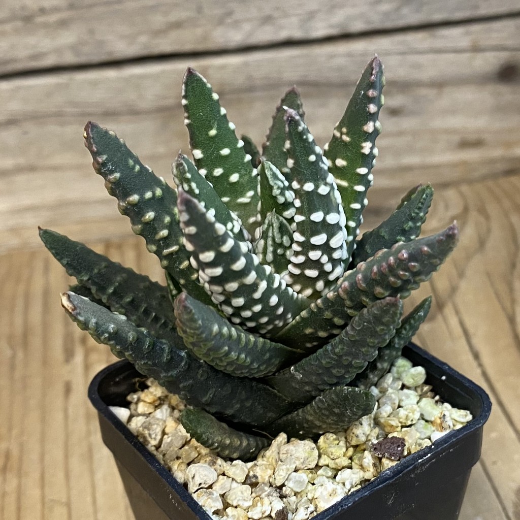 SH37869 Haworthia pumila SH - Image 2